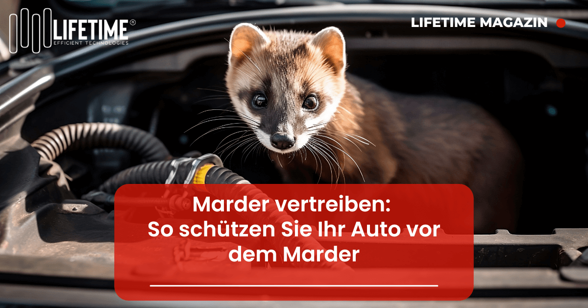 Marder im Motorraum vor Kabel