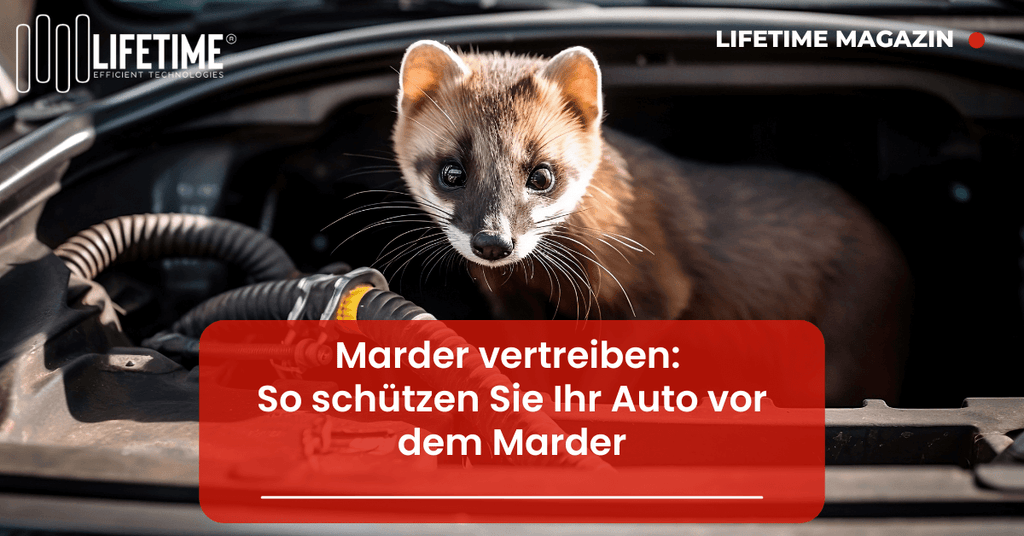Marder im Motorraum vor Kabel